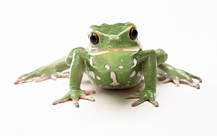 Marko Marić on Animal, amazing frog HD wallpaper