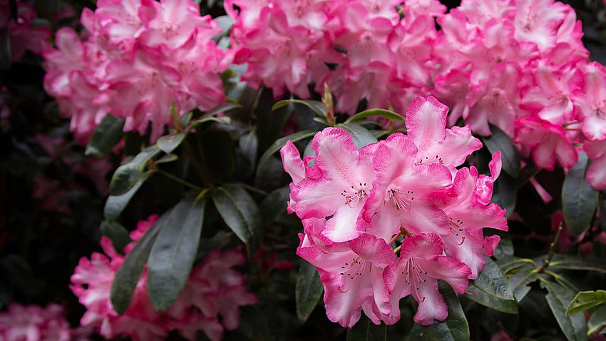 Most Popular Flowers in Every State, rhododendron west virginia HD wallpaper