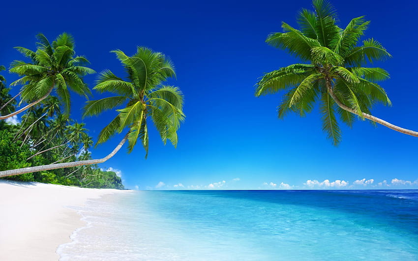 Spiaggia, costa, mare, blu, palma verde, scenario, pantai Sfondo HD