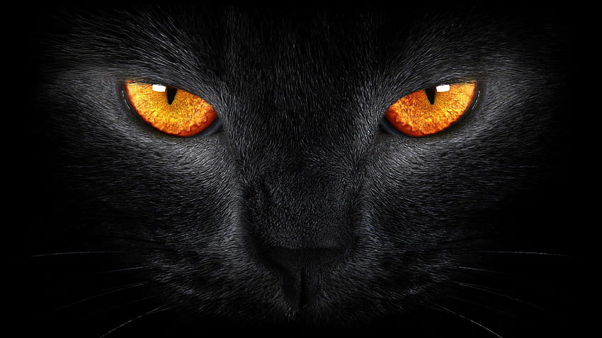 Mèo đen vốn được coi là biểu tượng của điềm lành và may mắn trong văn hóa dân gian. Hãy xem hình liên quan đến từ khóa \