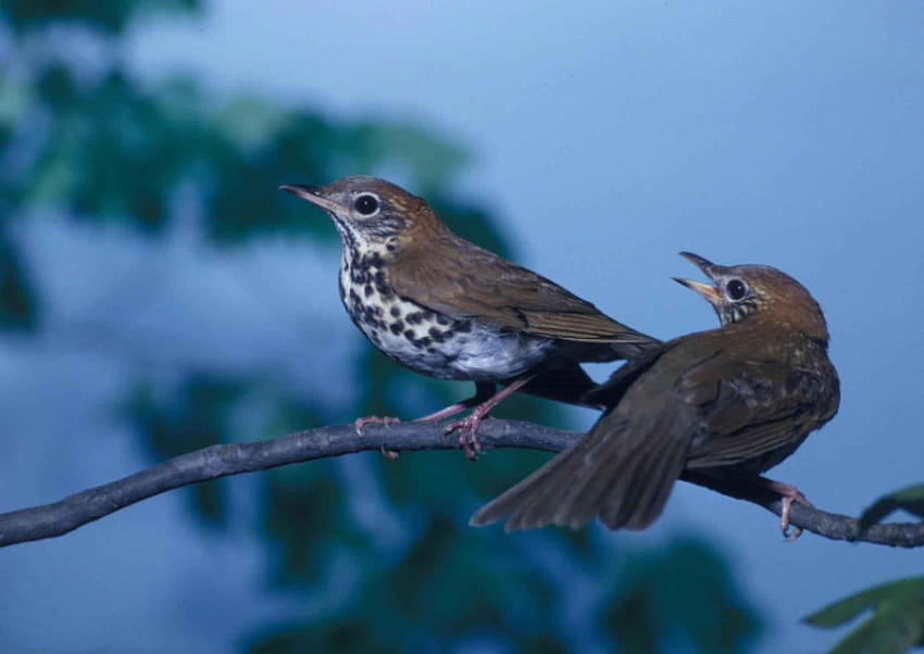 : pair, wood, thrushes, songbirds, perching, branch HD wallpaper