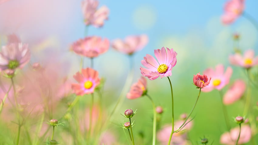 Blumengarten, Kosmosblumen, Sommer, Ästhetik, tagsüber, Blumen, Sommertagszeit HD-Hintergrundbild