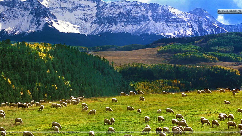 放牧羊、ラスト ダラー ロード、コロラド州、牧草地 高画質の壁紙