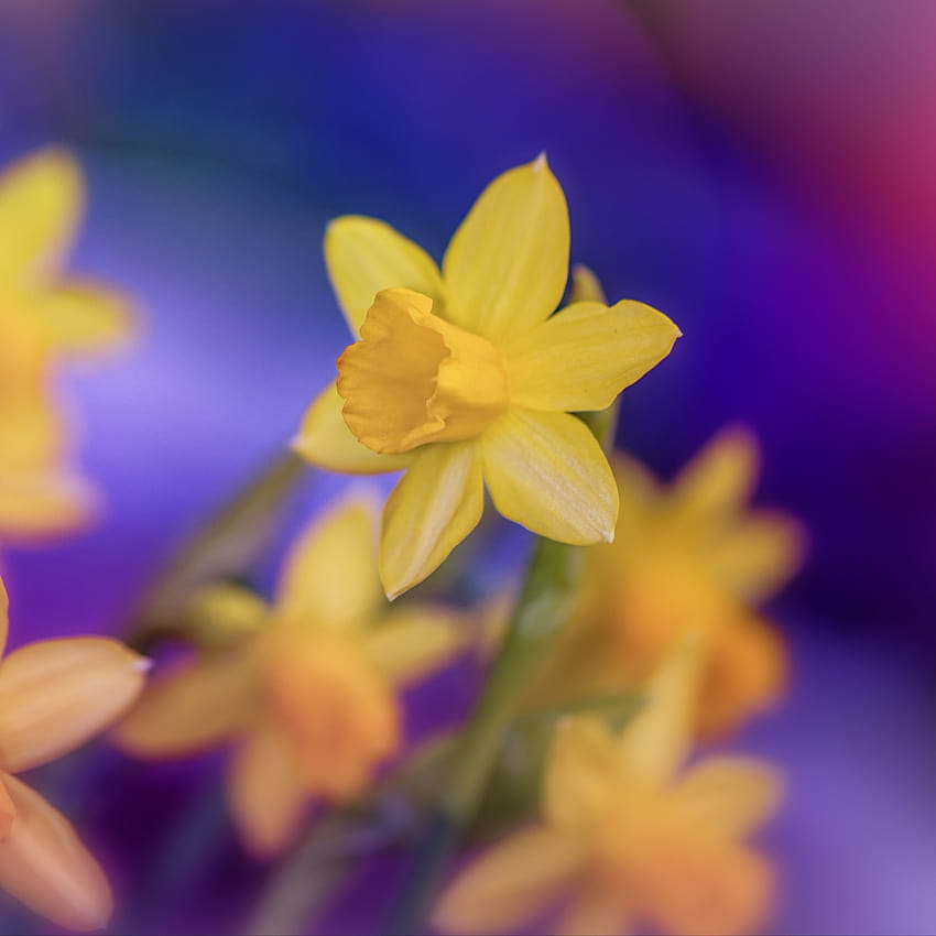 3415x3415 daffodils, flowers, yellow, macro, yellow daffodils flowers spring HD phone wallpaper