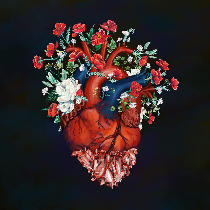 Heartbeat, anatomical heart HD phone wallpaper