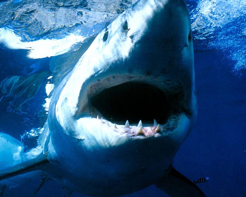 białe usta rekina białe usta rekina biały rekin [1600x1051] dla Twojego telefonu komórkowego i tabletu Tapeta HD