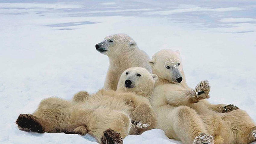 Bears Winter Snow Blizzard Polar Flakes Black Bear, polar bears HD wallpaper