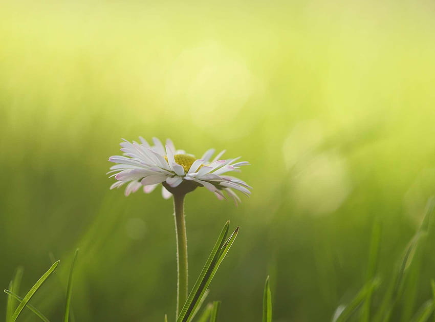 3099249 blades of grass, bloom, bokeh, close, daisy, flower meadow, white and yellow meadow wildflowers HD wallpaper