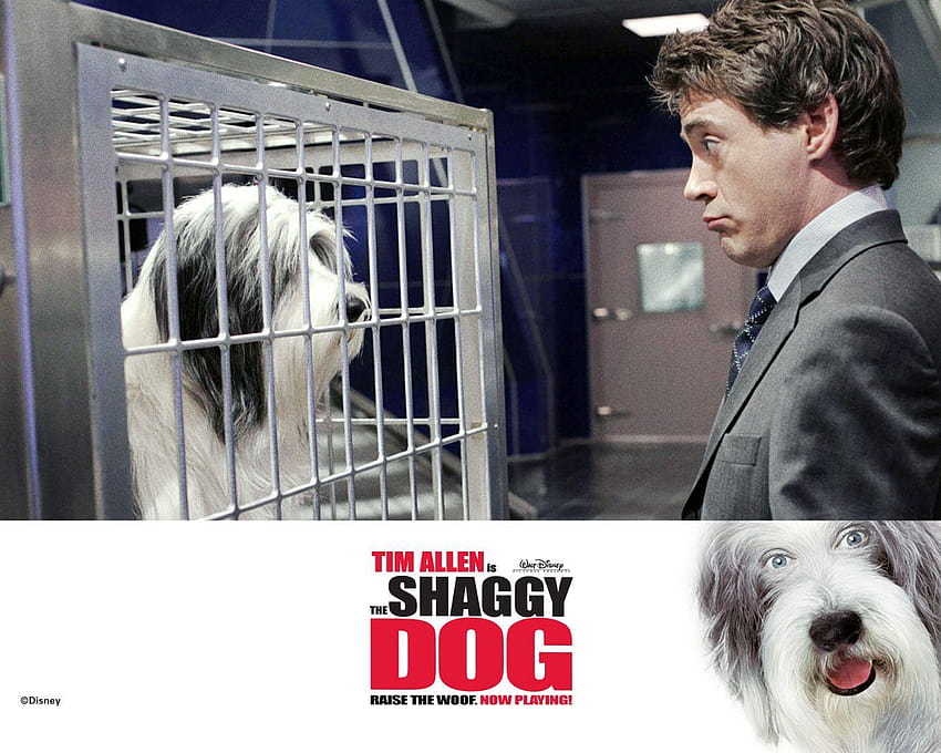 The Shaggy Dog 005, show dogs movie HD wallpaper