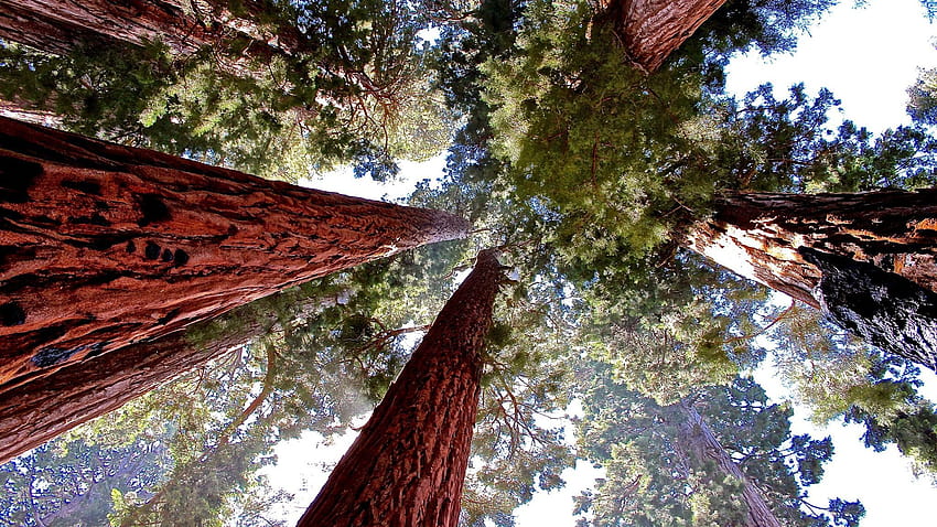 Sequoia National Park Lodging, sequoia winter HD wallpaper