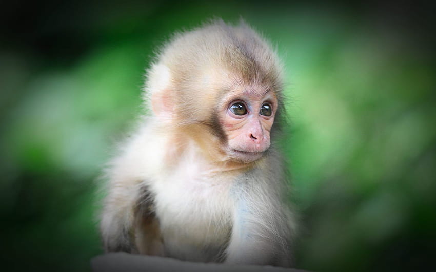 Cute Monkey Backgrounds, Monkey Cute Hd Wallpaper 