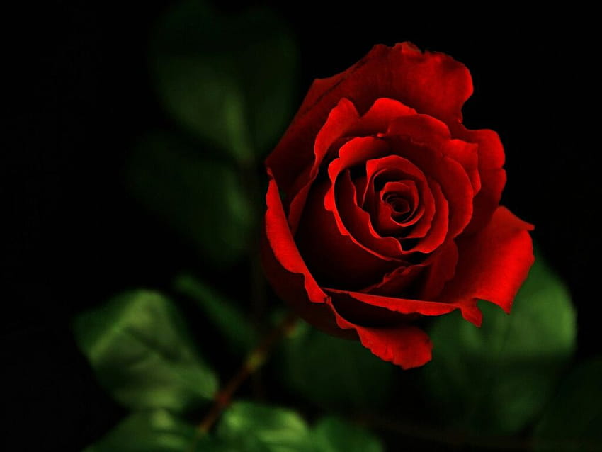 ดอกไม้สำหรับคนรักดอกไม้ กุหลาบแดง [1024x768] สำหรับคุณ , มือถือ & แท็บเล็ต , กุหลาบสำหรับคอมพิวเตอร์ วอลล์เปเปอร์ HD