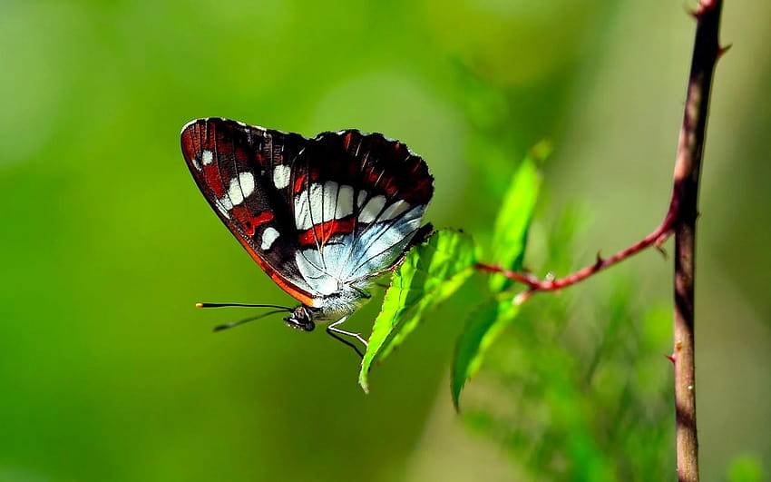 정원 유형: 나비 정원, 나비의 종류 HD 월페이퍼