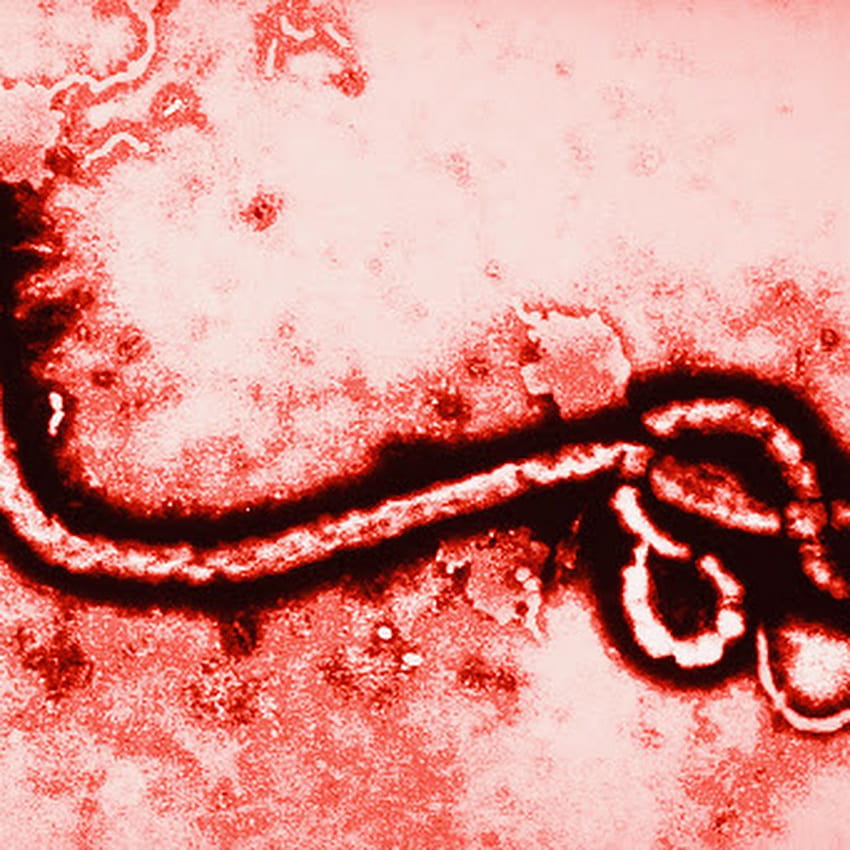 Pupils get their heads around the Ebola crisis HD phone wallpaper