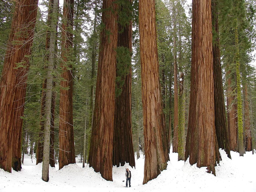 Favorite of Redwoods in the Snow, sequoia winter HD wallpaper
