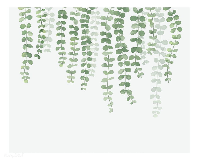 Beyaz arka planda izole edilmiş asılı bitki çizimi, asılı bitkiler HD duvar kağıdı