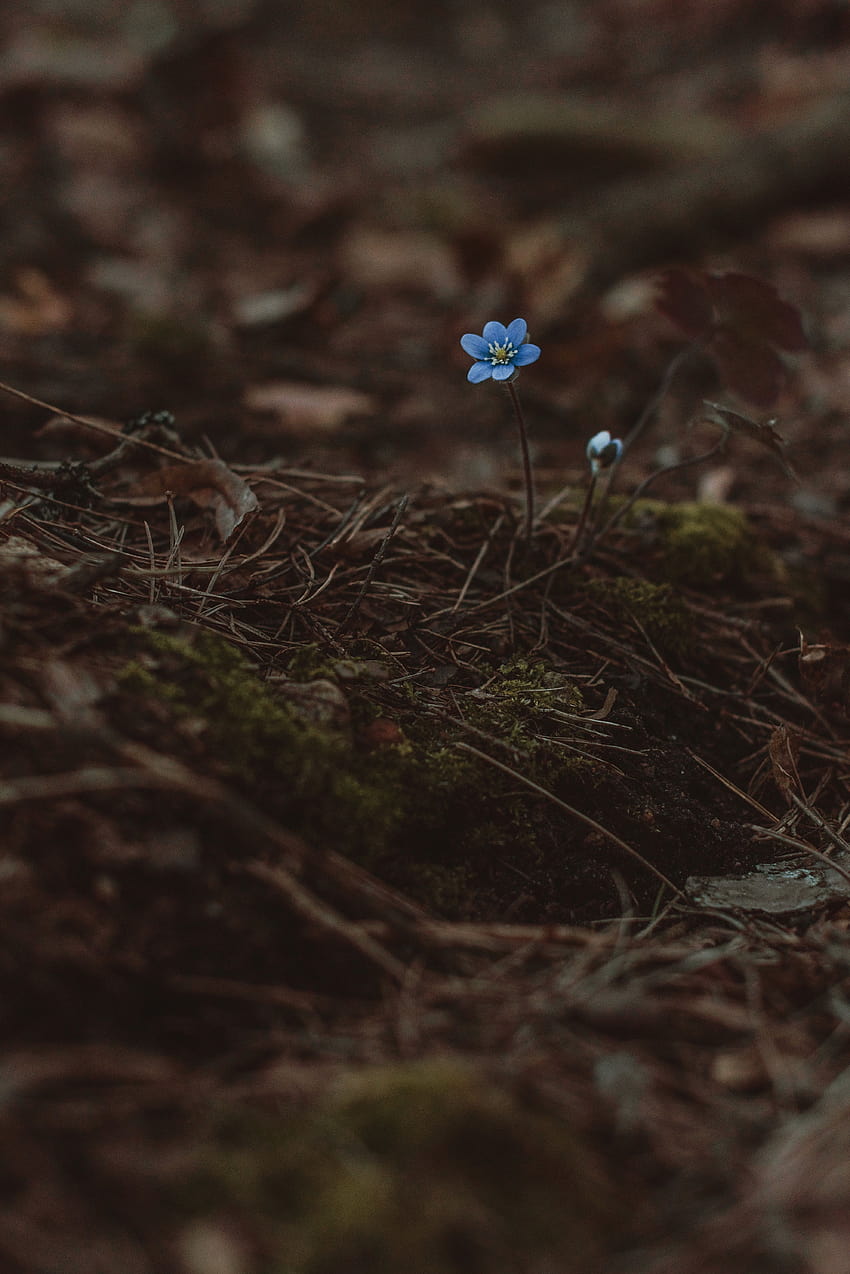3974x5955 arenaria, fiore, blu, solitario, precoce, fiore di terra Sfondo del telefono HD