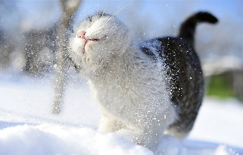 gatto, baffi, neve, neve, zampe, sfocatura, coda, doccia, gatto, Tomcat, nevoso, Amatoriale, prende, bokeh., freddo, inverno , sezione кошки, gattini in inverno Sfondo HD