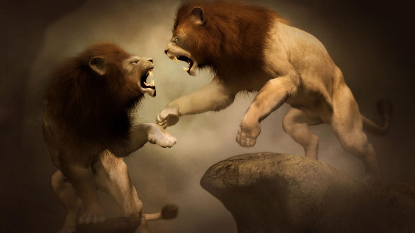 Angry Lions, fight HD wallpaper