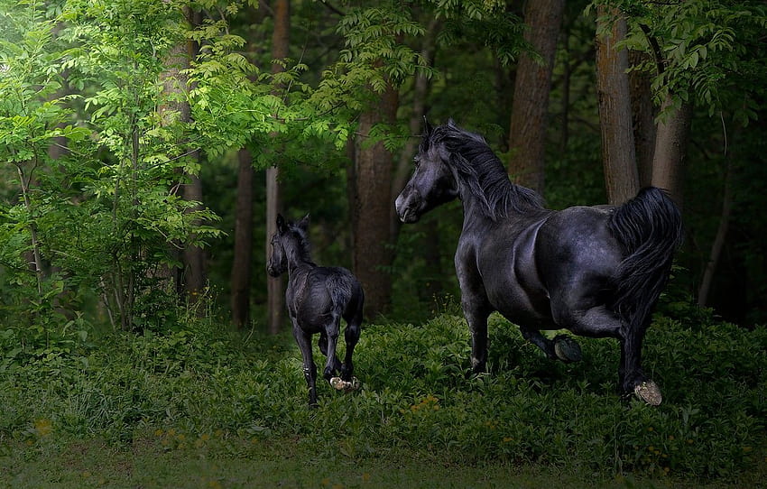 forest, grass, branches, foliage, horses, baby, horse, running, pair, walk, mom, two, foal, black , section животные, black foals HD wallpaper