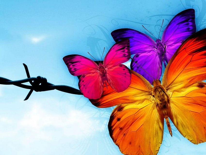 Animated Butterfly, types of butterflies HD wallpaper