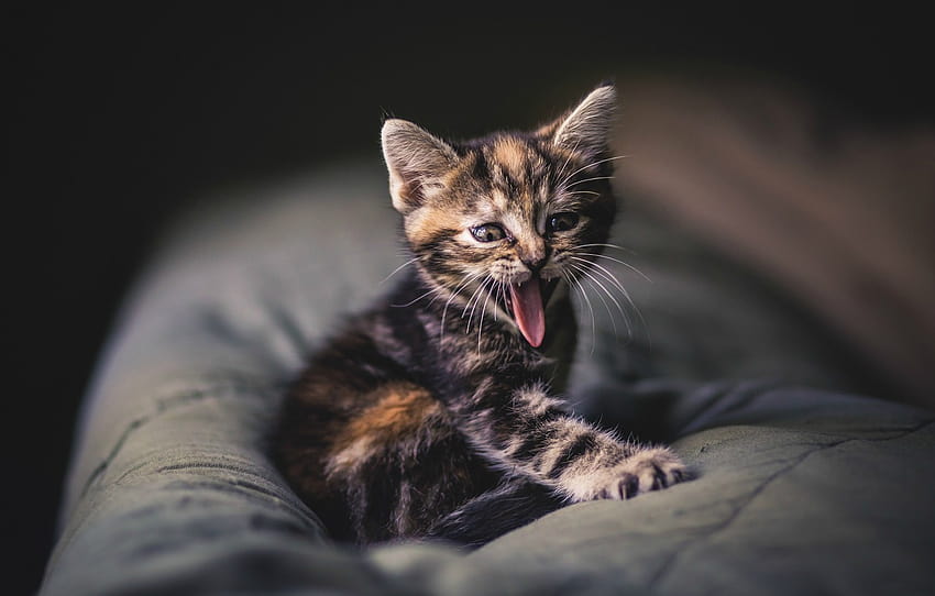 language, mustache, kitty, grey, baby, striped, yawning , section кошки HD wallpaper
