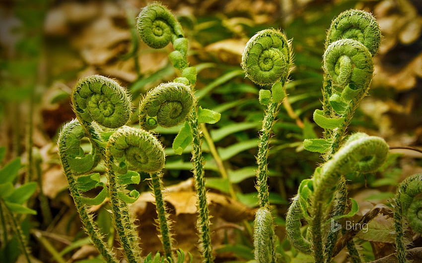 Fiddlehead ferns at Valley Falls Park in Vernon, Connecticut HD wallpaper