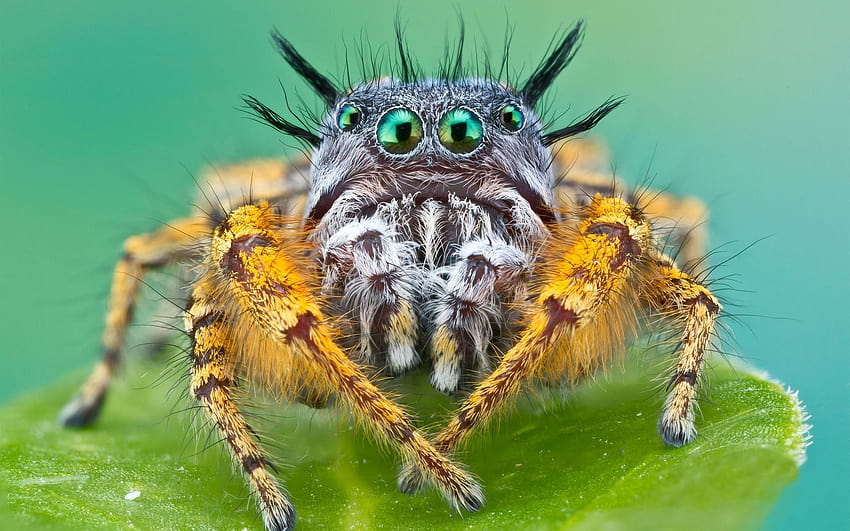 Macro furry spider diaper, scary animals android HD wallpaper | Pxfuel