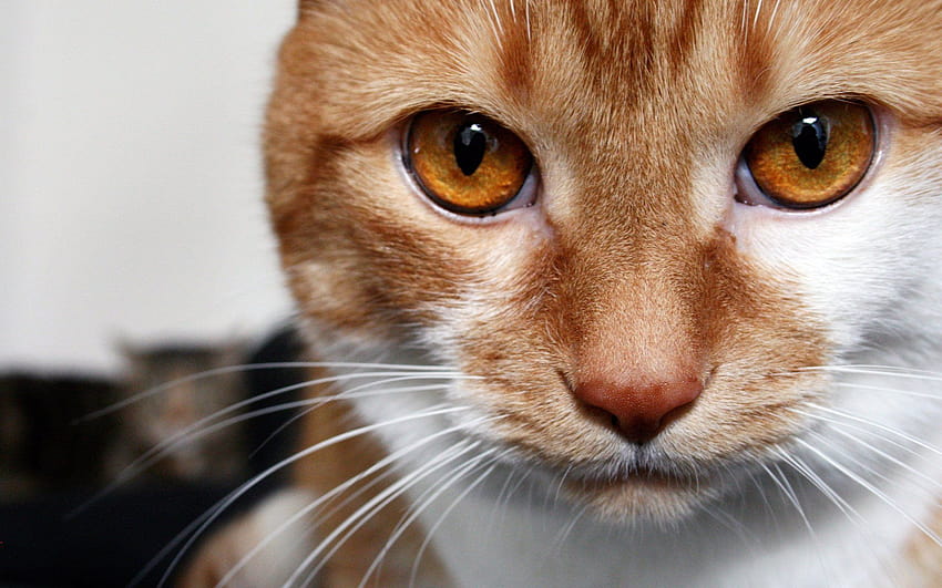 ¿Por qué los grandes felinos salvajes tienden a tener solo sombras de ojos marrones, mientras que en los gatos domésticos los ojos pueden ser de cualquier tono de verde…, ojos marrones de gato anaranjado? fondo de pantalla