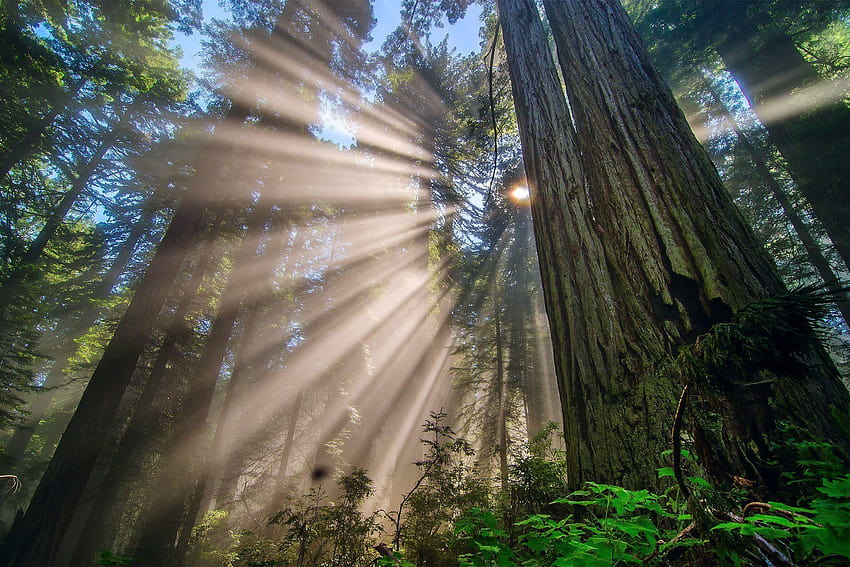 natureza estados unidos califórnia redwood national park árvore da floresta papel de parede HD