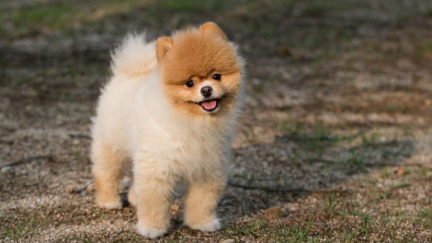 Lovely Puppy Cute Pet Animal HD wallpaper | Pxfuel