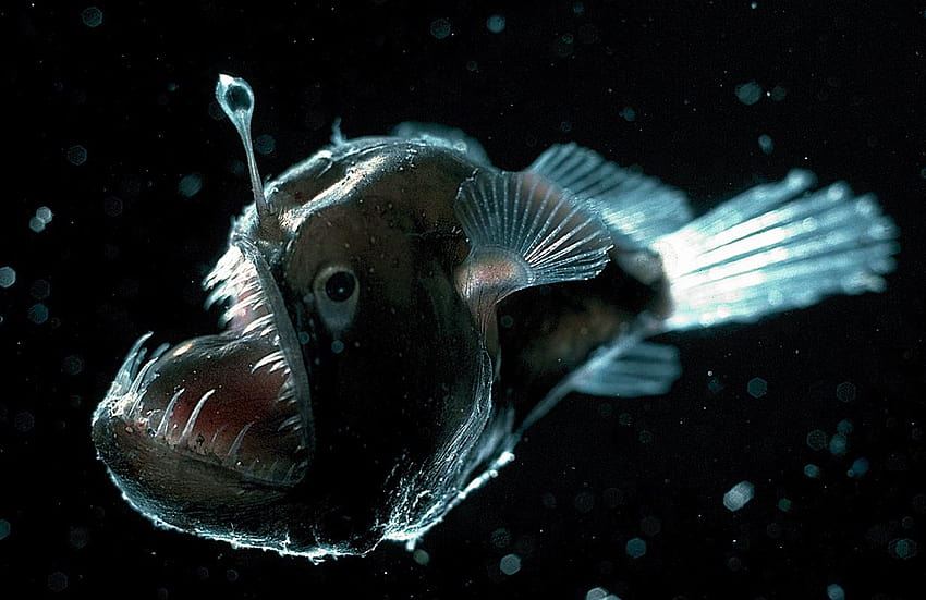 Full Angler Fish 695.67 KB, anglerfish HD wallpaper
