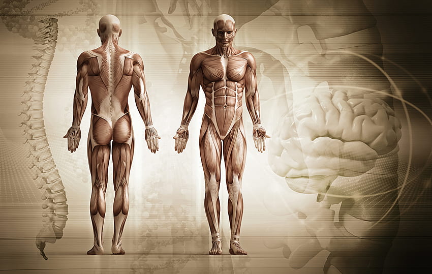 Männer Muskel Menschliche Anatomie, Muskelanatomie HD-Hintergrundbild