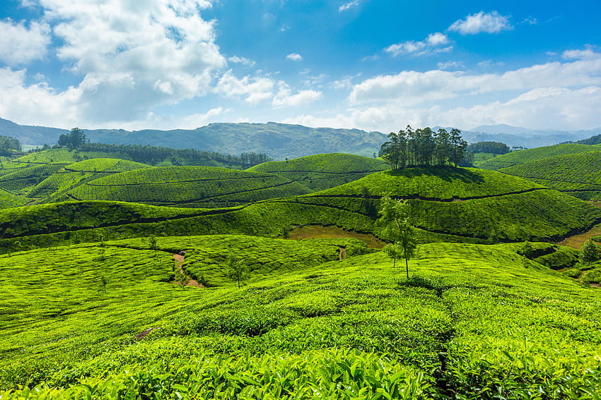 Plantação de chá em Munnar, Kerala, EI:83 papel de parede HD