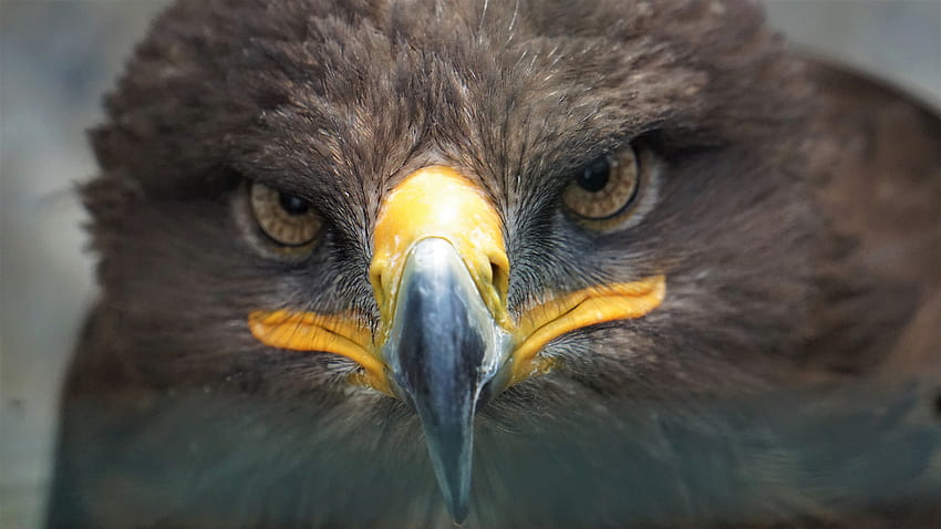 Golden Eagle Ultra, eagle face HD wallpaper