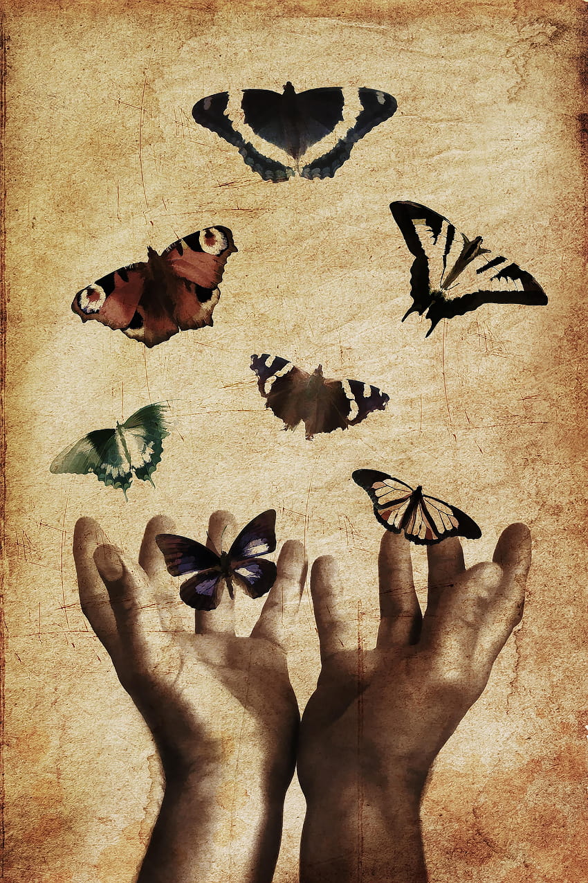 seven colored butterflies with two hand illustration, butterfly in hand HD phone wallpaper