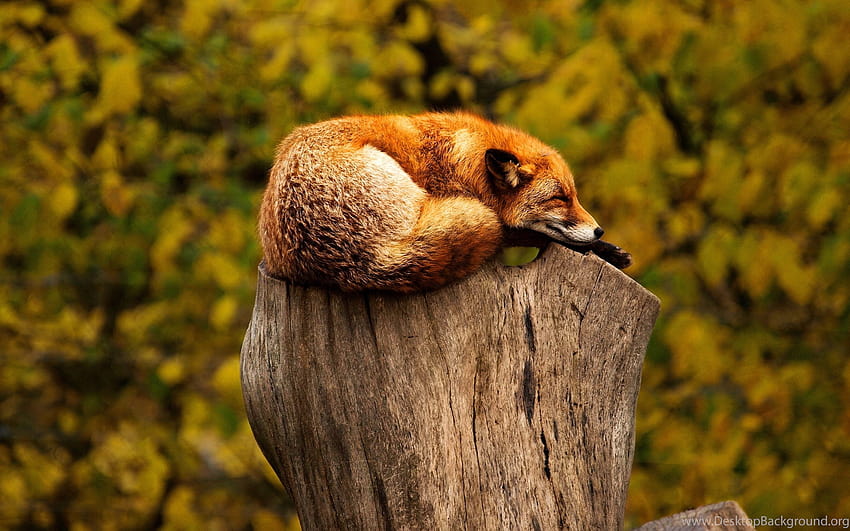 2880x1800 Fox Sleep On Tree Stub Backgrounds, sleeping foxes HD wallpaper