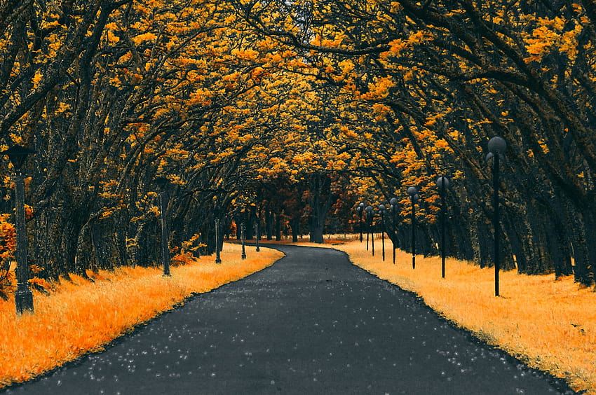 2560x1700 Paved Road Autumn Chromebook Pixel , Backgrounds, and HD wallpaper