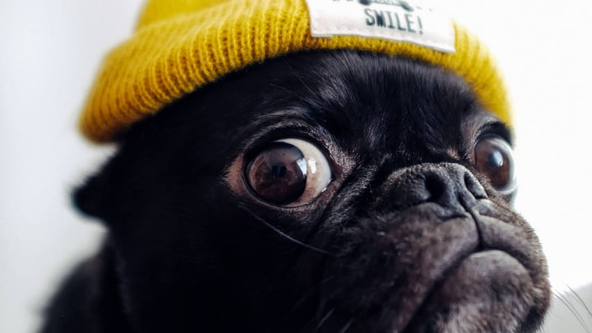 Zabawny mops pies z kapeluszem, śmieszne mopsy Tapeta HD