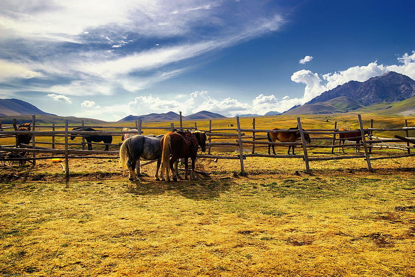 Horse Full und Hintergründe, die Ranch HD-Hintergrundbild