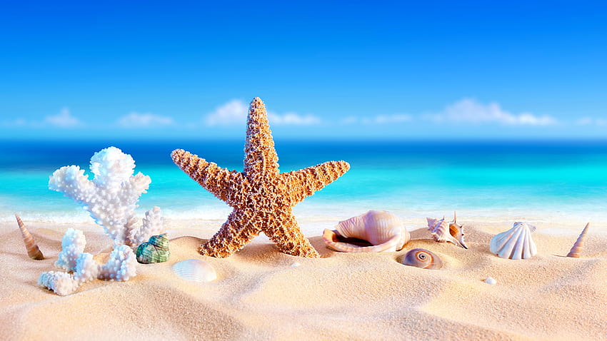 rozgwiazdy Morze Natura Piasek Muszle 2560x1440, morze pc Tapeta HD