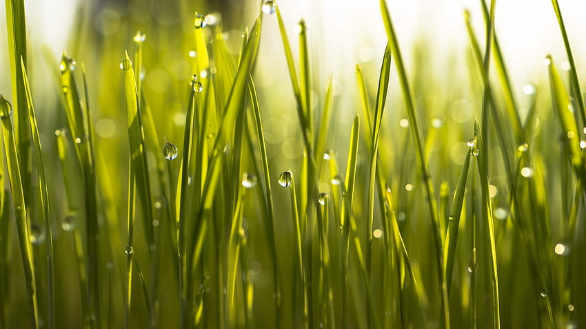 Morning dew on the grass, morning dew drops grass HD wallpaper