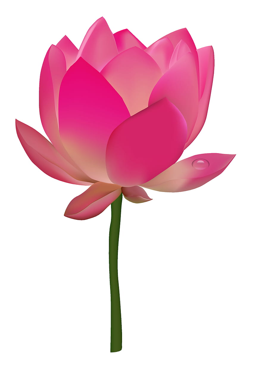 Lotus Flower Png HD тапет за телефон