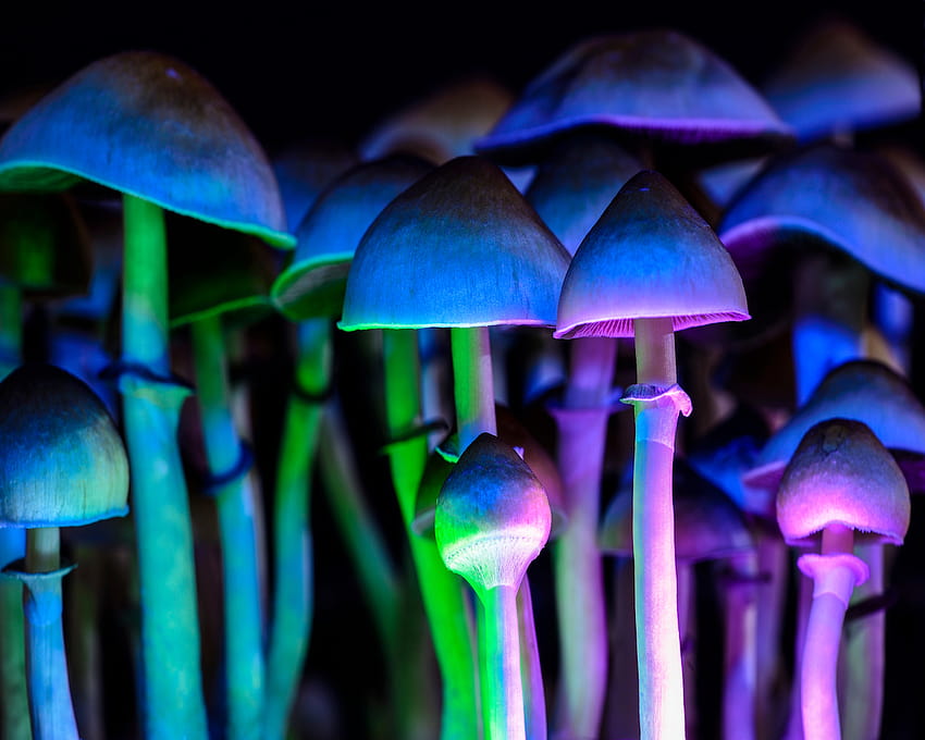 Psilocybin: Die magische Zutat in psychedelischen Pilzen, Trippy-Pilzen HD-Hintergrundbild
