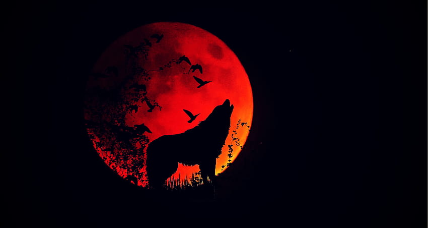 Wolf Silhouette Howling In The Full Moon HD wallpaper