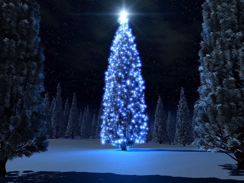 For : Christmas tree lights in the woods, christmas tree and lights HD ...
