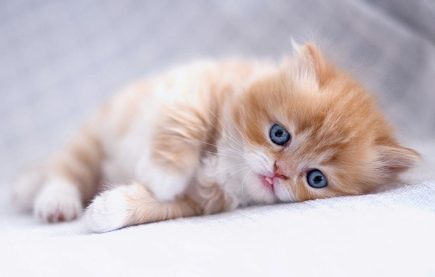 bak, bebek, kırmızı, pisi, kızıl kedi yavrusu, İran kedisi , bölüm кошки, yavru kedi bebek HD duvar kağıdı