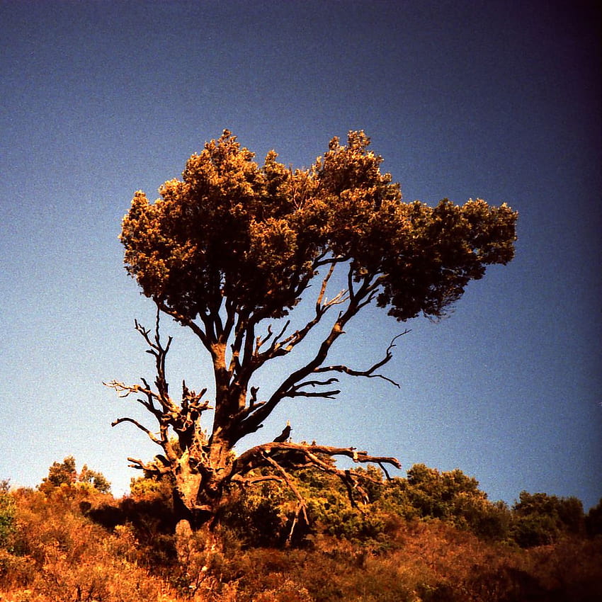 Natürlicher verwelkter Baum auf dem Hügel iPad HD-Handy-Hintergrundbild