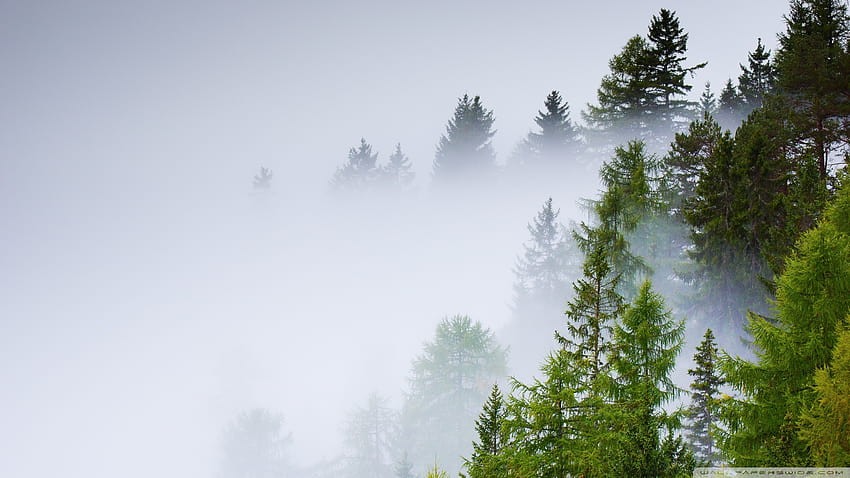 針葉樹の森、霧、雨の日 U TV のウルトラ背景 : ワイドスクリーン & UltraWide & ラップトップ : マルチ ディスプレイ、デュアル モニター : タブレット : スマートフォン、雨霧の森 高画質の壁紙