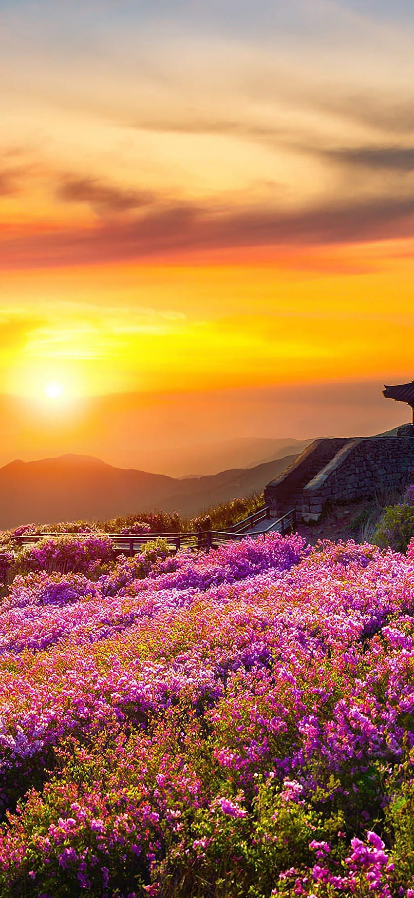 Flower Mountain Nature Landscape Sunset Scnery 162 [1080x2340] for your ...